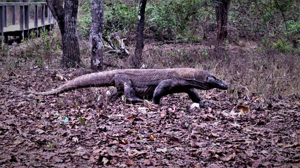 Komodo komodooneclick